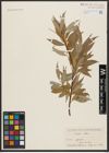 Foto von Salix alba L.